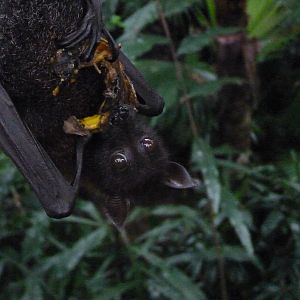 Malayan Flying Fox, December 2015