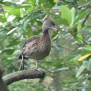 Spotted Whistling Duck, December 2015