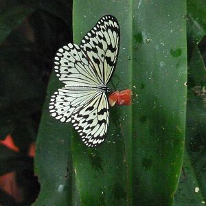 Tree Nymph, December 2015