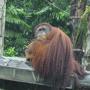 Male Orangutan, December 2015