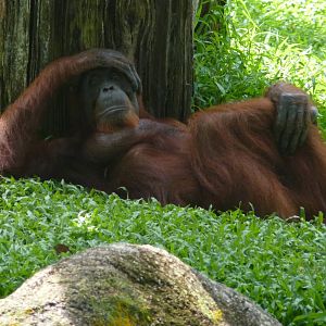 Orangutan, December 2015
