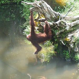 Orangutan, December 2015