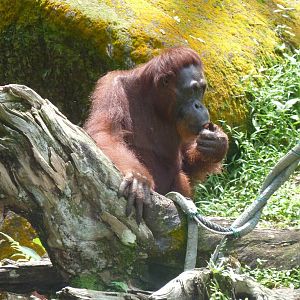 Orangutan, December 2015