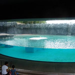 Polar Bear enclosure, December 2015