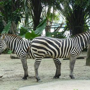 Zebra, December 2015