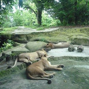 African Lions, December 2015