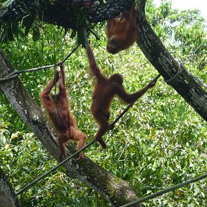 Free-range Orangutans, December 2015