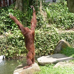 Performing Orangutan, December 2015