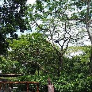 Free-range Orangutan area, December 2015