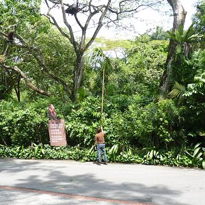 Browse time for Orangutans, December 2015