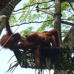 Orangutan in distress, December 2015