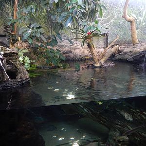 9/6/2015 - Amazon Rising