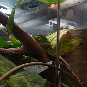 9/6/2015 - Frog (Species Help Please?)