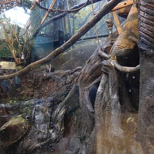 9/6/2015 - Bolivian Gray Titi Monkey Exhibit