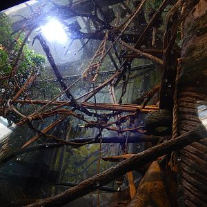 9/6/2015 - Bolivian Gray Titi Monkey Exhibit