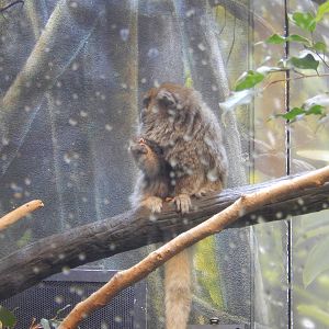 9/6/2015 - Bolivian Gray Titi Monkey
