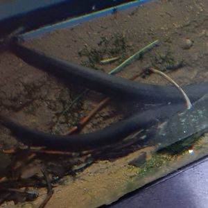 9/6/2015 - Electric Eels