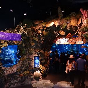 9/6/2015 - Wild Reef