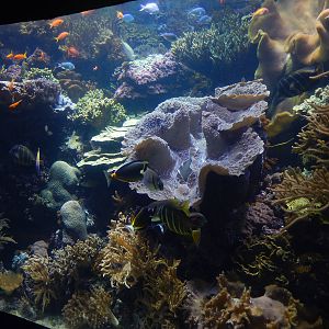 9/6/2015 - Reef Exhibit