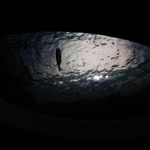 9/6/2015 - Reef Exhibit (Overhead View)