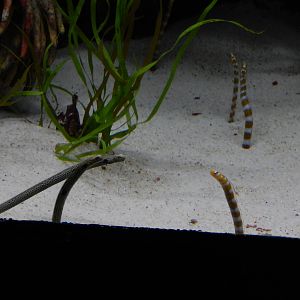 9/6/2015 - Species Help Please?