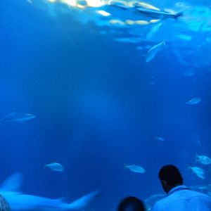 9/6/2015 - Shark Reef Tank