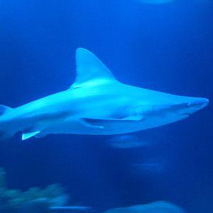 9/6/2015 - Sandbar Shark