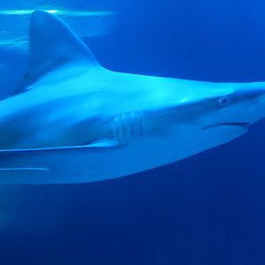 9/6/2015 - Sandbar Shark