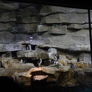 9/6/2015 - Rockhopper and Magellanic Penguin Exhibit
