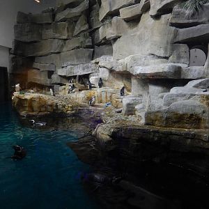 9/6/2015 - Rockhopper and Magellanic Penguin Exhibit