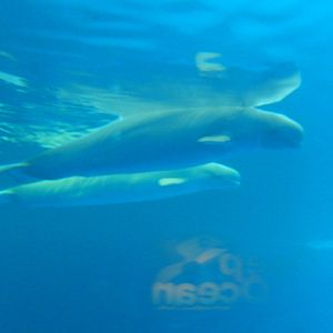 9/6/2015 - Belugas