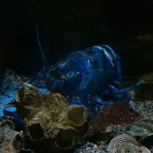 9/6/2015 - Blue Lobster