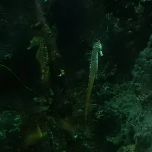 9/6/2015 - Sea Horses