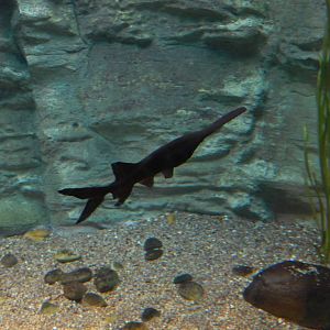 9/6/2015 - Species Help Please?