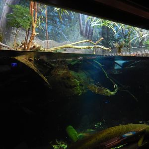 9/6/2015 - Australian Lungfish Tank