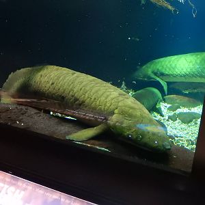 9/6/2015 - Australian Lungfish