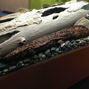 9/6/2015 - Japanese Giant Salamander