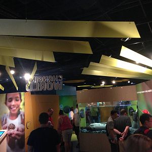 9/6/2015 - Amphibians