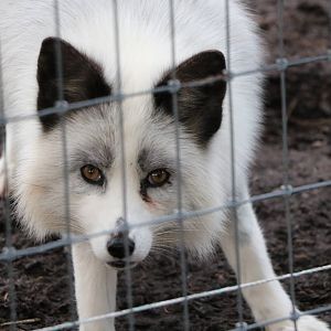 'Platinum' fox, November 2015