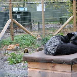 Red and 'Silver' foxes, November 2015