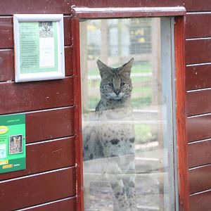 Viewing window in use, November 2015