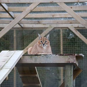 Caracal, November 2015