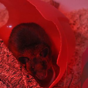 Gambian pouched rat, November 2015
