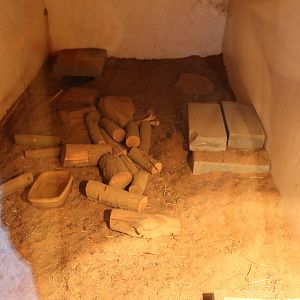 Armadillo enclosure, November 2015