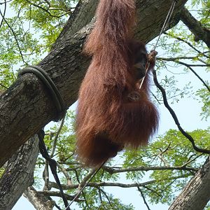Free-range Orangutan area, December 2015
