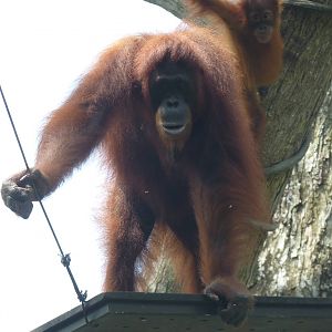 Free-range Orangutan, December 2015