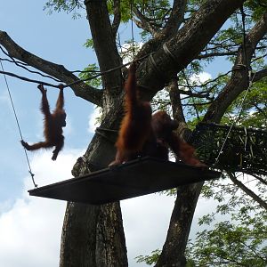 Free-range Orangutans, December 2015