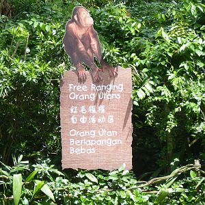 Orangutan sign, December 2015