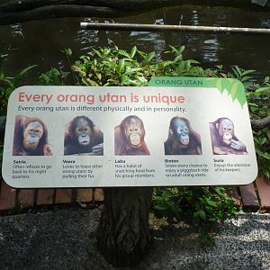 Orangutan sign, December 2015