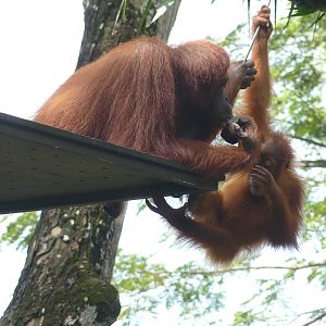 Free-range Orangutans, December 2015